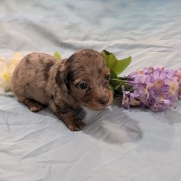 Lucy - Dapple female Dachshund puppy in Jerusalem, Ohio from Twin Hickory Ranch