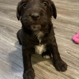 Girl 5 - Brown and white female Aussiedoodle puppy in Hillsboro, Illinois from Perfect Paws Puppies