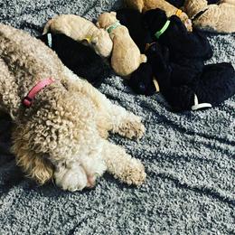 Goldendoodle and Poodle Puppies from Goldendooddle  /Gardy 🐾🐾