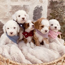Goldendoodle and Poodle Puppies from Doodle Puppy Parti