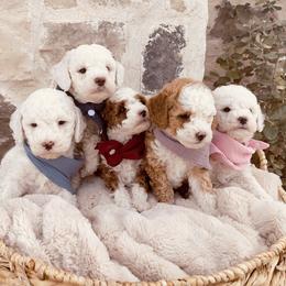Goldendoodle and Poodle Puppies from Doodle Puppy Parti