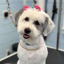 Aussiedoodles, Bernedoodles, Goldendoodles, Irish Doodles, and Sheepadoodles from Little Fur Friends