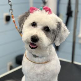 Aussiedoodles, Bernedoodles, Goldendoodles, Irish Doodles, and Sheepadoodles from Little Fur Friends