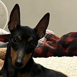 Manchester Terriers from Flatbroke Toy Manchester Terriers