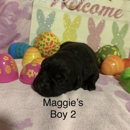 Male 2 - Black male Labrador Retriever puppy in Wittmann, Arizona from AM Labradors
