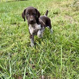 Ranger - Liver roan male German Shorthaired Pointer puppy in Oxford, Ohio from LyonHeart