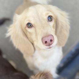 Finn - Dachshund