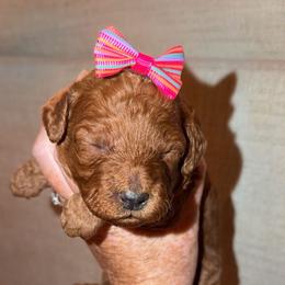 Jessie - Apricot female Goldendoodle puppy in Springfield, Tennessee from BK3 Miniature Goldendoodles