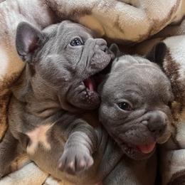French Bulldogs from Red Barn Farm of the Ozarks