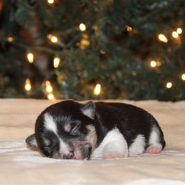 Liberty aka Libby - Black and tan female Pembroke Welsh Corgi puppy in Leonard, Texas from Southern Rose Corgis