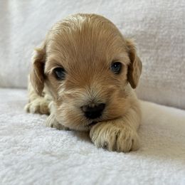 Hiccup - Buff and white male Cockapoo puppy in Adrian, Oregon from ApplebyFarm