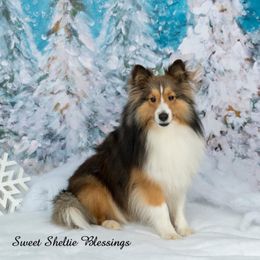 Dexter - Shetland Sheepdog