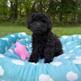 Patience - Black female Maltipoo puppy in Mahwah, New Jersey from Awwws-n-Pawws