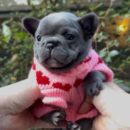 'Navy' - Blue Brindle Girl with a White Chest - Brindle female French Bulldog puppy in Gulf Breeze, Florida from SW Frenchies