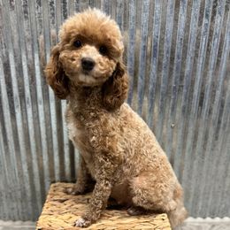 Sweetie - Poodle