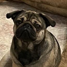 Pugs from Gatekeeper Pugs