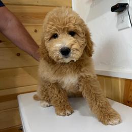 Ferrari - Cream female Goldendoodle puppy in Payson, Utah from Country Sky Doodles