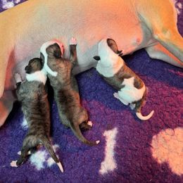 Boy 3 - Fawn brindle male Whippet puppy in Chatfield, Minnesota from Devlynn Whippets