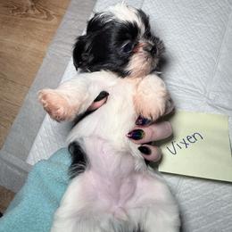 Vixen - Black and white female Shih Tzu puppy in Harrisburg, Pennsylvania from Harrisburg Shih Tzus