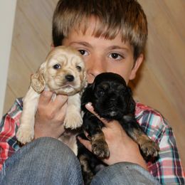 Cocker Spaniel Puppies from Richards' Cocker Kennel