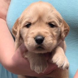 Purple - Golden female Golden Retriever puppy in Taylor Ridge, Illinois from Salata Goldens