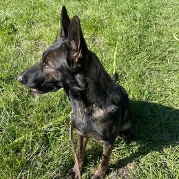 German Shepherd puppies from VHM German Shepherds