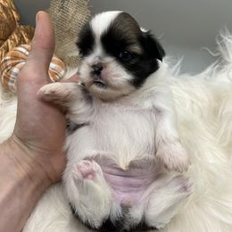 Shih Tzus from Parico Puppies