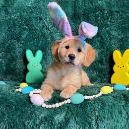 Peeps (Purple Collar Girl) - Dark golden female Golden Retriever puppy in Peoria, Arizona from Dani’s Dawgs
