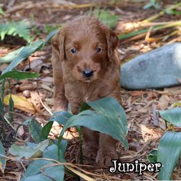 Juniper - Standard F1B - Red  female Goldendoodle puppy in Lebanon, Missouri from Knapp's Paw Prints