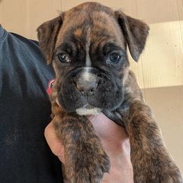 Raven - Brindle female Boxer puppy in Anderson, South Carolina from Stillwater Kennel