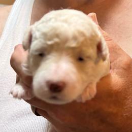 Coco-white collar - White female Bichon Frise puppy in 63101 (St. Louis Metro Area), Missouri from BichonSTL