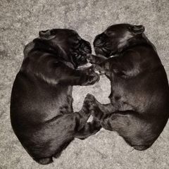 Standard Schnauzer Puppies from Stahlkrieger Standard Schnauzers