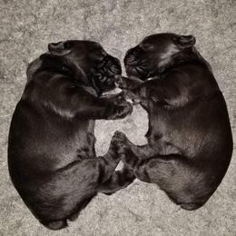 Standard Schnauzer Puppies from Stahlkrieger Standard Schnauzers