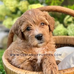 Miniature Girl-June - Apricot female Goldendoodle puppy in Tennessee from Lee Family Puppies