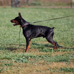 Vulcan - Doberman Pinscher
