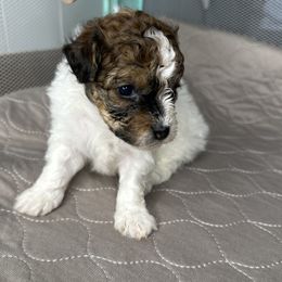 Sable Parti - Parti female Poodle puppy in Chattanooga, Tennessee from SoftPaw Kennels