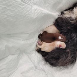 Shih Tzu Puppies from Sugar Paws Heavenly Shih Tzu’s