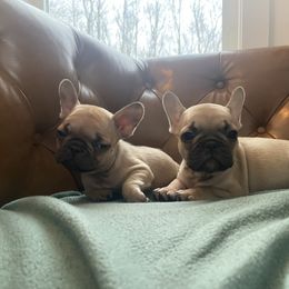 Girls - Fawn female French Bulldog puppy in Sidney Center, New York from iFrenchi