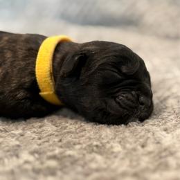 Delta - Black brindle female Cane Corso puppy in Cameron Park, California from Lionheart Cane Corso