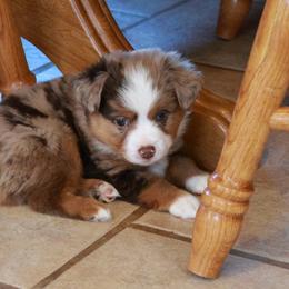 Sage - Red merle male Toy Australian Shepherd puppy in Albia, Iowa from J Bar M Toy and Mini Aussies