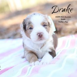Drake - RMM - Red merle male Miniature Australian Shepherd puppy in Nacogdoches, Texas from TK Standard, Mini, & Toy Aussies