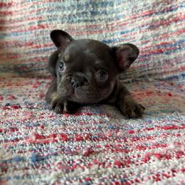 Justice - Blue male French Bulldog puppy in Carlisle, Ohio from Gibson Acres
