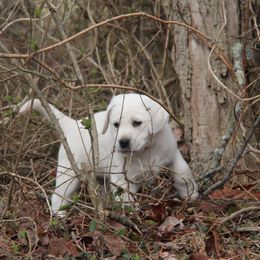 Labrador Retriever Puppies from Ivy Leash Labradors