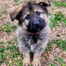 German Shepherds from Wondar Shepherds