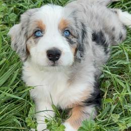 Donna - female Australian Mountain Doodle puppy in Cortez, Colorado from Sassy Pants Pups