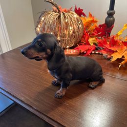 Girl 1 - Black and tan female Dachshund puppy in Waycross, Georgia from Southern Paws