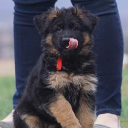 German Shepherd Puppies from Bergerhaus German Shepherds