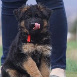 German Shepherd Puppies from Bergerhaus German Shepherds