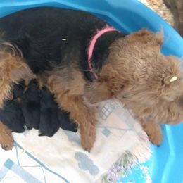 Phoenix - Welsh Terrier