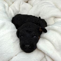Creek - Phantom male Goldendoodle puppy in Spokane, Washington from Goldendoodles on the Prairie